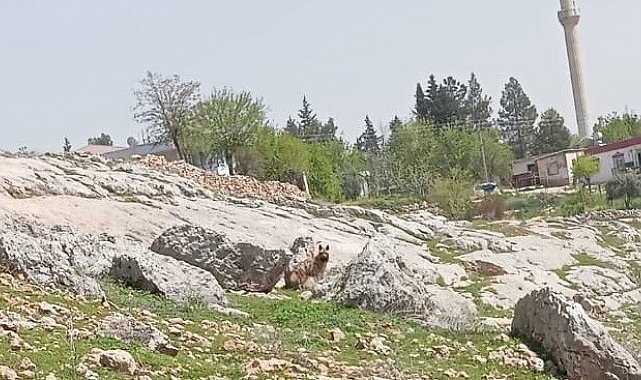 Gümüşkaya Köyünde sırtlan görüldü