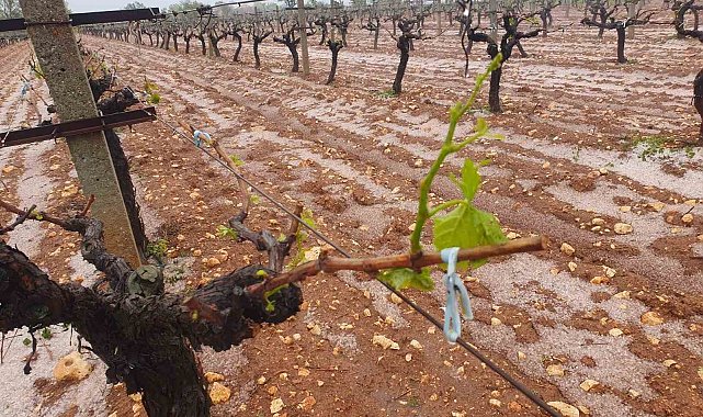 Güneyli çiftçilerin umudu başka bahara kaldı