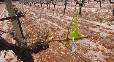 Güneyli çiftçilerin umudu başka bahara kaldı