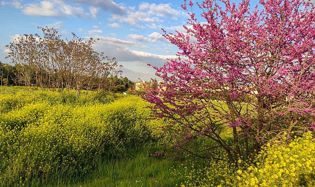 Güzelyurt'ta bahar güzelliği