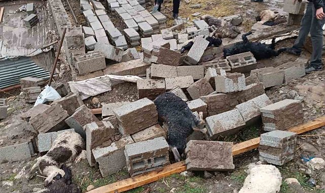 Hakkari'de ahır çöktü: 25 küçükbaş hayvan telef oldu