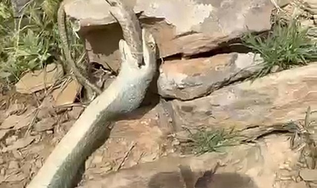 Hakkari'de bir yılan başka bir yılanı yerken görüntülendi