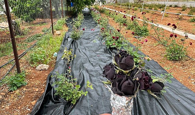 Halfeti'de karagül hasadı başladı