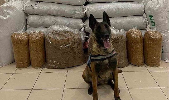 Hassas burun "Alkış" otobüste 520 kilogram kaçak tütün buldu