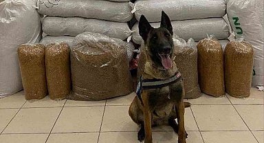 Hassas burun "Alkış" otobüste 520 kilogram kaçak tütün buldu