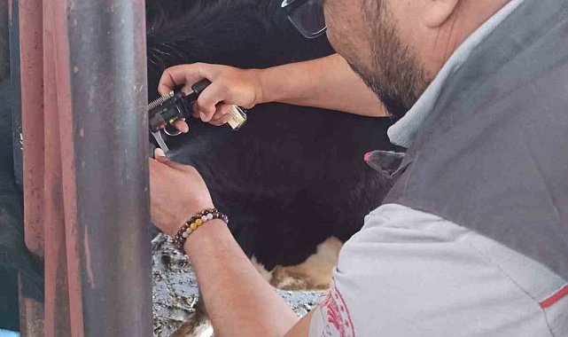 Hastalıktan ari işletme için tüberkülin testi uygulandı