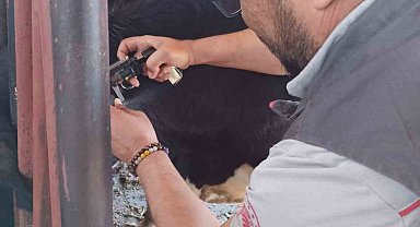 Hastalıktan ari işletme için tüberkülin testi uygulandı