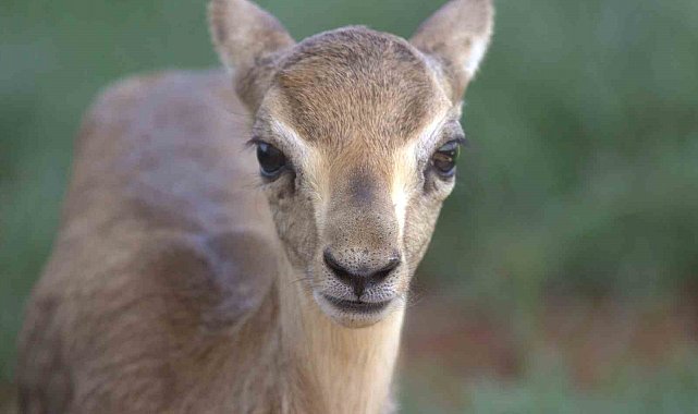 Hatay dağ ceylanlarının sayısı her geçen yıl artıyor