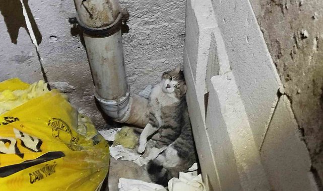 Havalandırma boşluğunda sıkışan kedi kurtarıldı