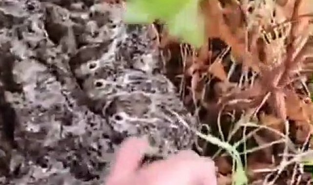 Hayvanlarını otlatan çoban, gördüğü yeni doğan tavşan yavrularını korumaya aldı