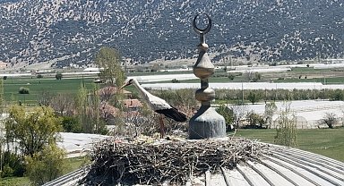 Her yıl aynı caminin kubbesine yuva yapan leylek cemaatin ilgi odağı oldu