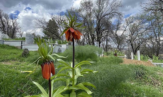 Hizan'da baharın müjdecisi ters laleler açtı