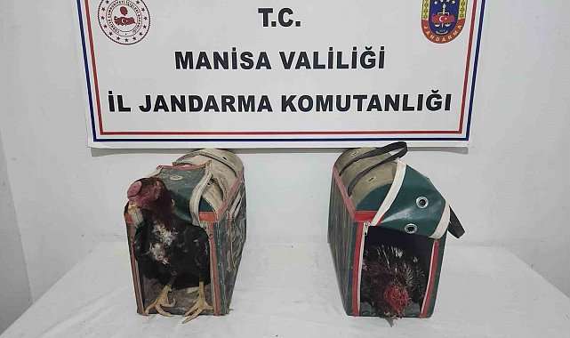 Horoz Dövüşüne suçüstü