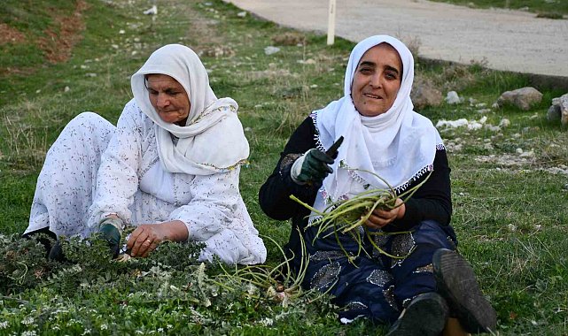 Huzura kavuşan Herekol Dağı'nda vatandaşlar pancar topladı