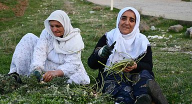 Huzura kavuşan Herekol Dağı'nda vatandaşlar pancar topladı