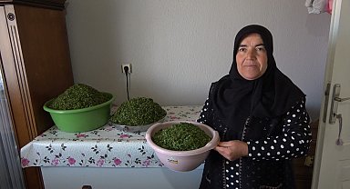 İç Anadolu'nun lezzeti madımak sofralarda yerini aldı