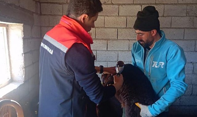 Iğdır'da kuzularda aşılama ve küpeleme işlemleri devam ediyor