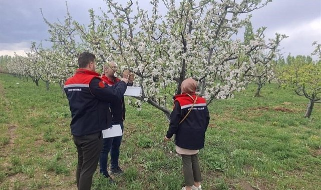 Iğdır'da meyve ağaçları kurulan tuzaklarla korunuyor