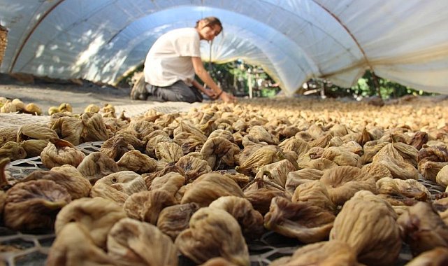 İklim değişikliği Aydın incirini olumsuz etkiledi