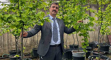 İklim değişikliği fındık tarımını tehdit ediyor