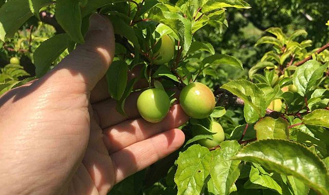 İklim şartları açıkta erik hasadını geciktirdi