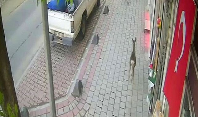 İlçe merkezine inen karaca güvenlik kamerasında