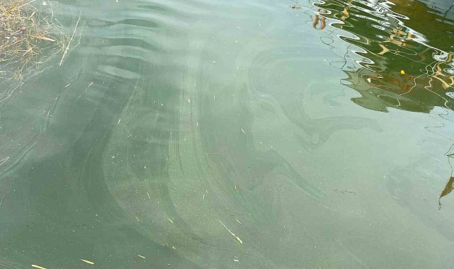 İlçe Tarım Müdürülüğü ekipleri Köyceğiz Gölü'nde inceleme yaptı