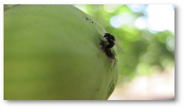 İncir üreticileri 'siyah sineğe' karşı uyarıldı