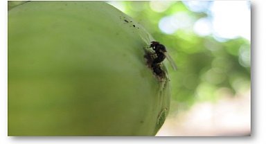 İncir üreticileri 'siyah sineğe' karşı uyarıldı