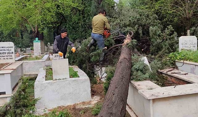 İncirliova'da mezarlıklarda devrilen ağaçlar kaldırılıyor