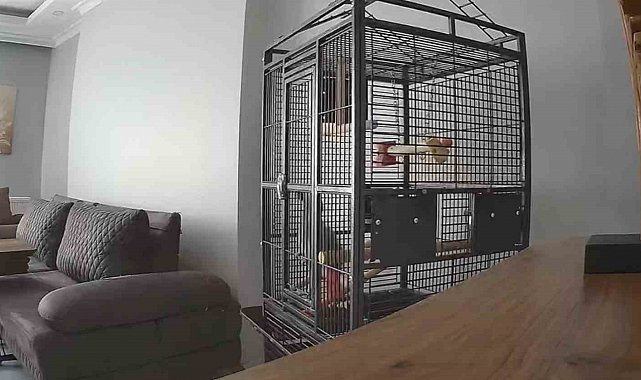 İstanbul'daki depremi hisseden papağan kafesten kurtulmaya çalıştı