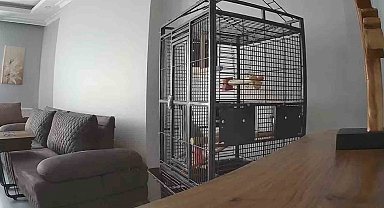 İstanbul'daki depremi hisseden papağan kafesten kurtulmaya çalıştı