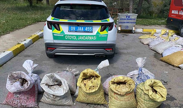 Jandarma 1 ton 800 kilogram salyangoz ele geçirdi