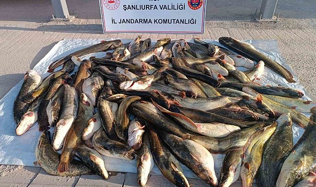 Jandarmadan kaçak avcıya 24 bin lira ceza