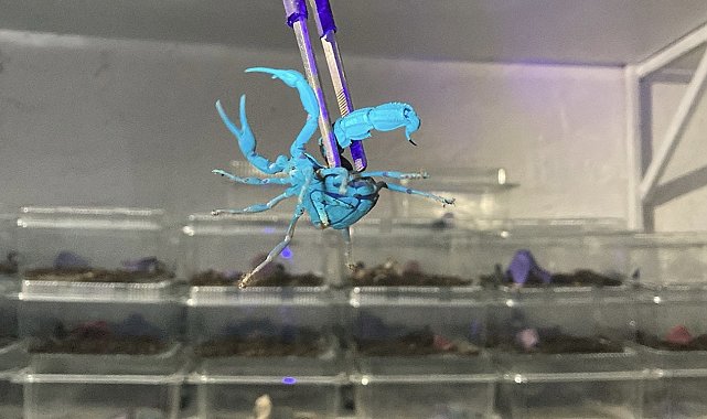 Kadın girişimci 3 bin adet mavi akrep yetiştiriyor