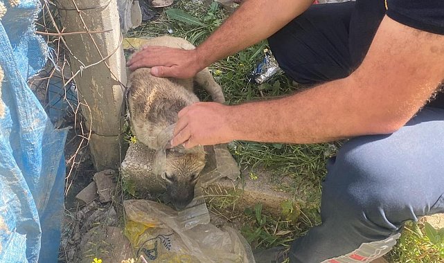 Kafasına bidon sıkışan yavru köpeğin yardımına itfaiye yetişti
