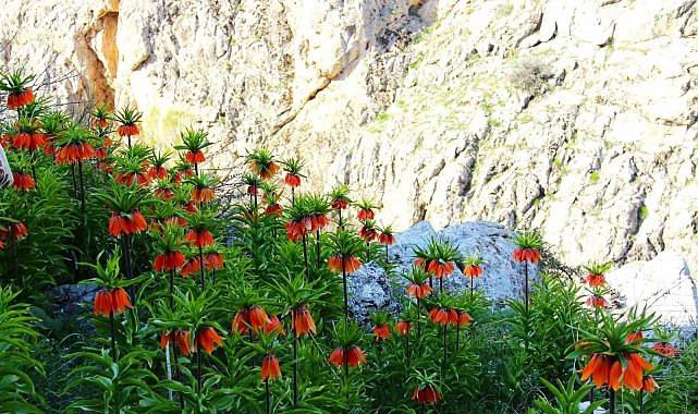 Kahramanmaraş'ta ters laleler kartpostallık görüntüler oluşturdu