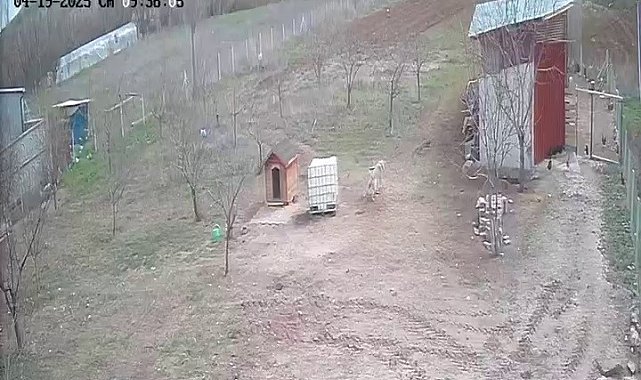 Kangal köpeğinin refleksi tavukların tilkiye yem olmasını önledi