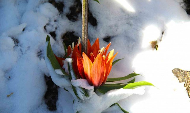 Kar altında kalan ters laleler görsel şölen sundu