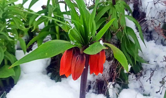 Kar altında kalan ters laleler kartpostallık görüntü oluşturdu