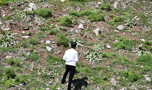 Kar, yeşeren bitkileri vurdu