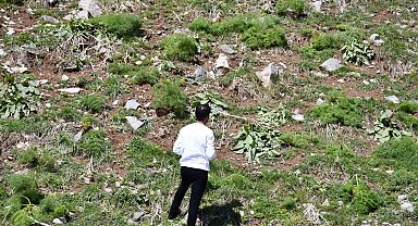 Kar, yeşeren bitkileri vurdu