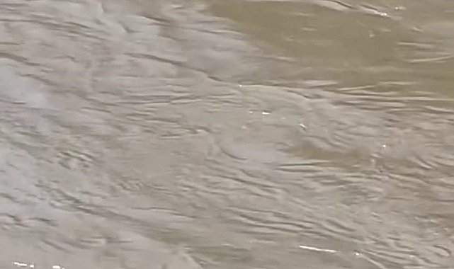 Karabük'te su samurları görüntülendi