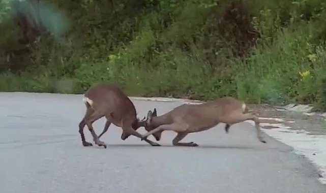Karacaların kavgası kamerada