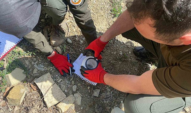 Karaçam ormanlarında çam kabuk böceği ile mücadele