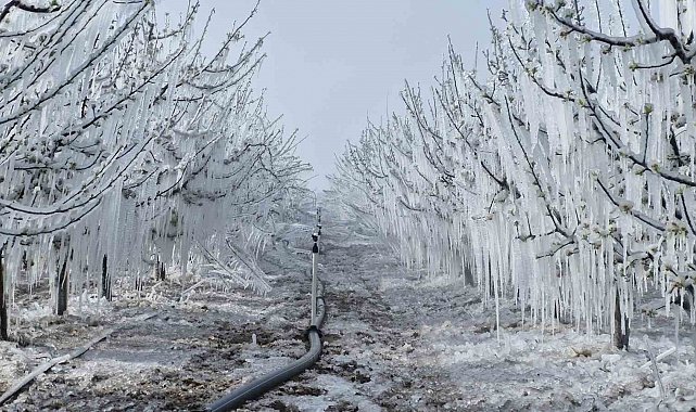 Karaman'da 16 milyon elma ağacını don vurdu