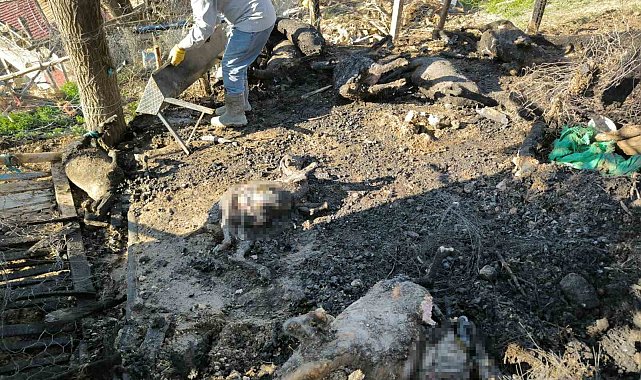 Karaman'da çıkan yangında 11 küçükbaş hayvan telef oldu