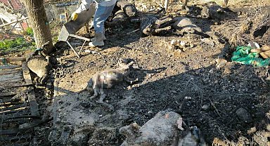 Karaman'da çıkan yangında 11 küçükbaş hayvan telef oldu