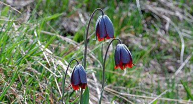 Karayazı'da "Ters Lale" buluşması