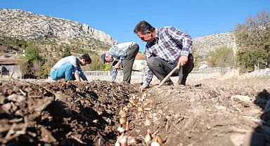 Kardelen soğanlarının doğadan sökümü yasaklandı
